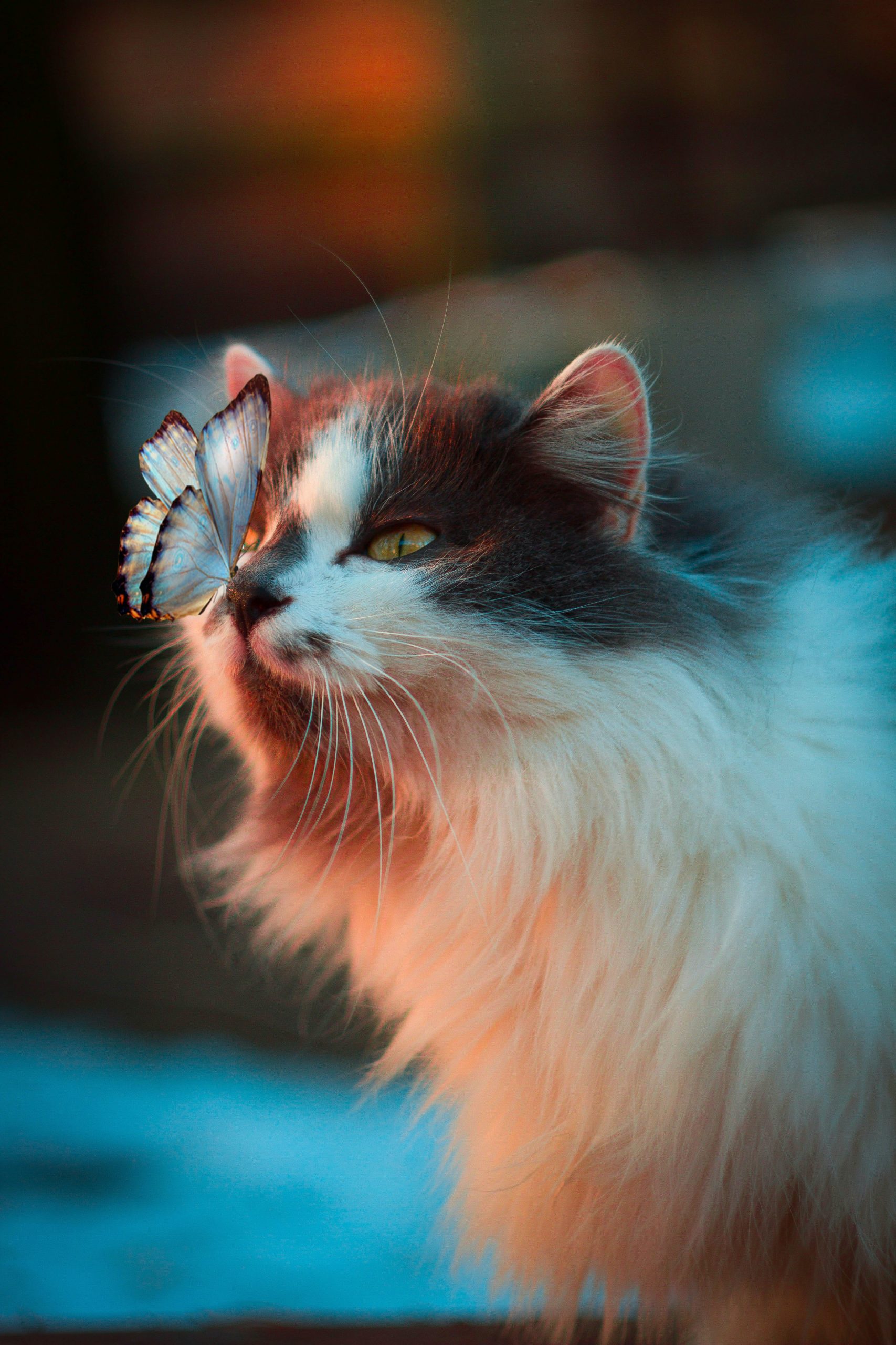 Chat, papillon